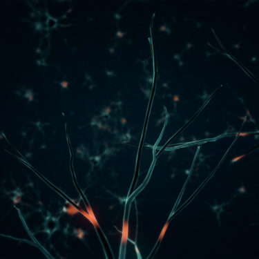 Neurons still